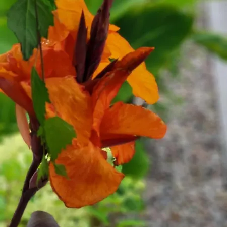 Chata Kopan Kabana Darłowo