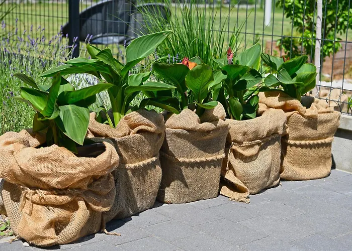 Kopan Kabana * ダルウォボ