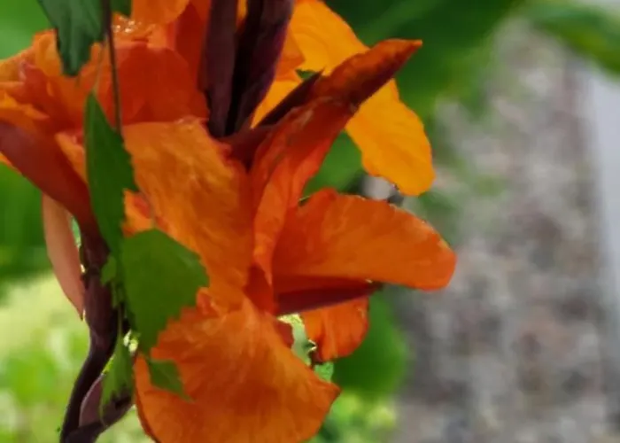 ロッジ Kopan Kabana ダルウォボ